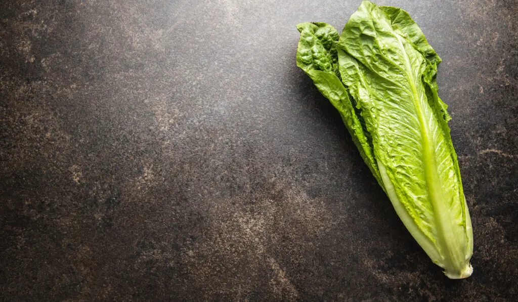 romaine lettuce