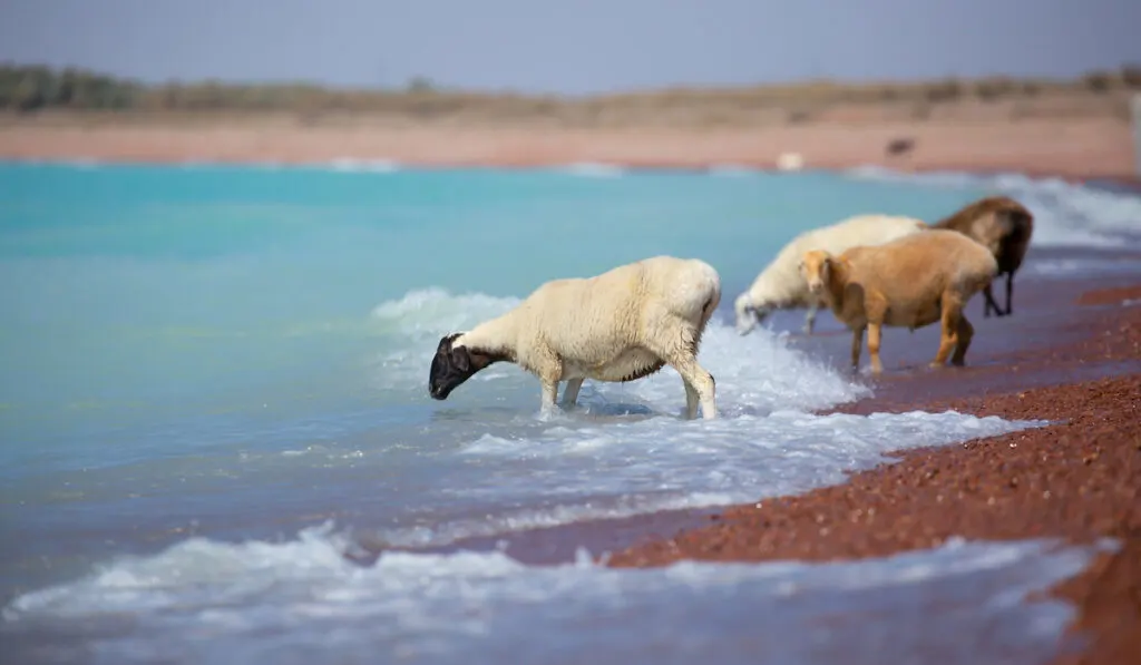 sheep at the beach