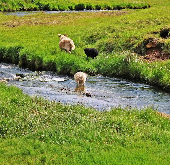 sheep by the stream