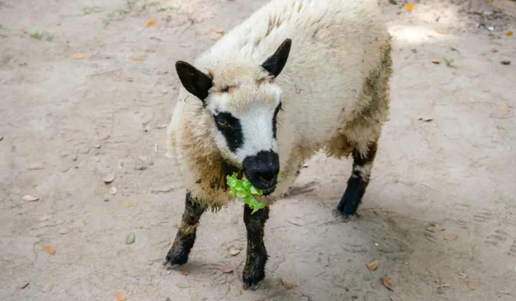 sheep eating leafy lettuce