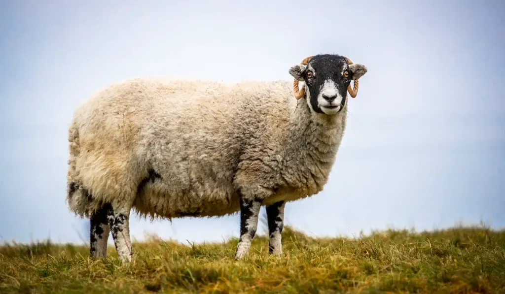 swaledale sheep