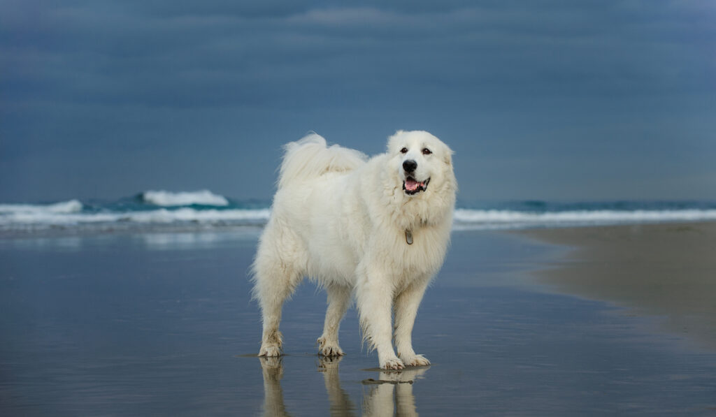 the great pyrenees