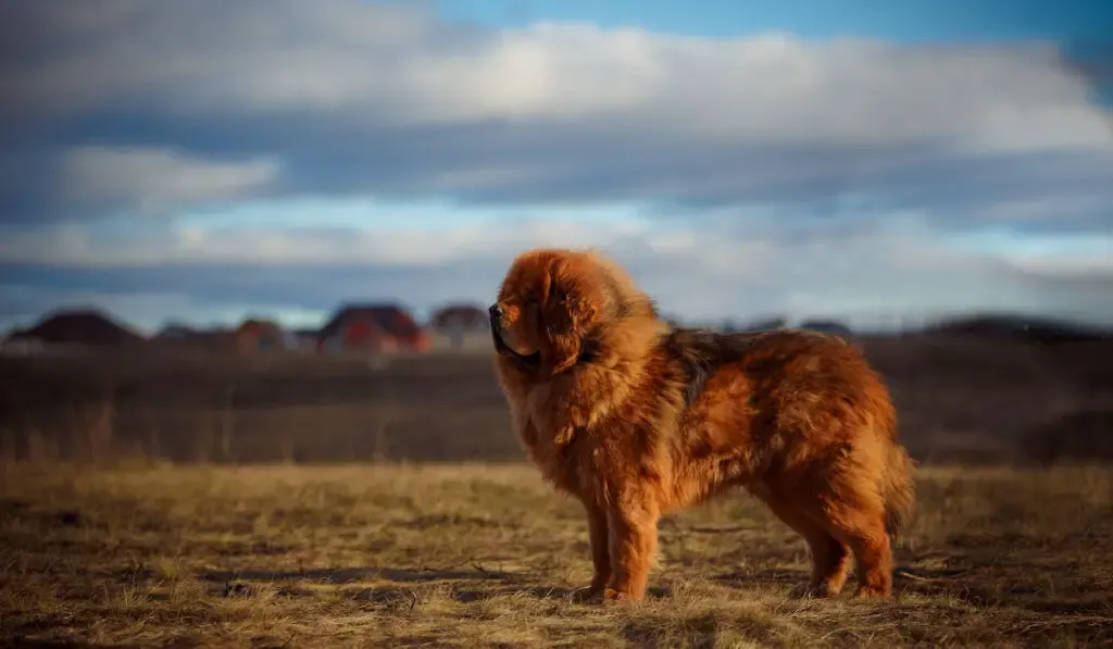 tibetan mastiff