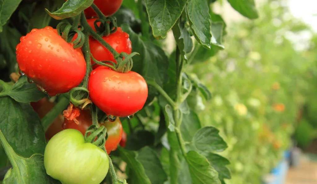 tomato garden for homesteading