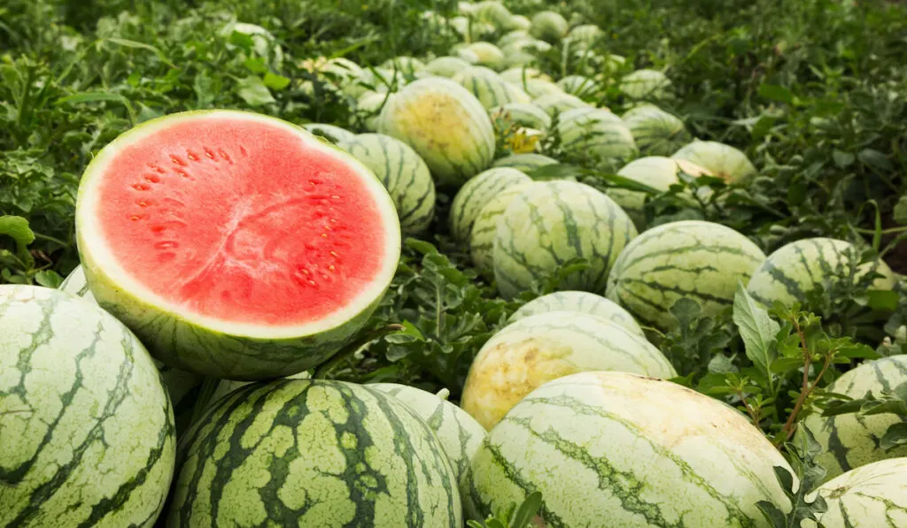 watermelon for homesteading