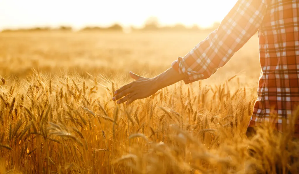 wheat fields for homesteading