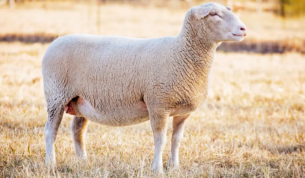 white suffolk sheep