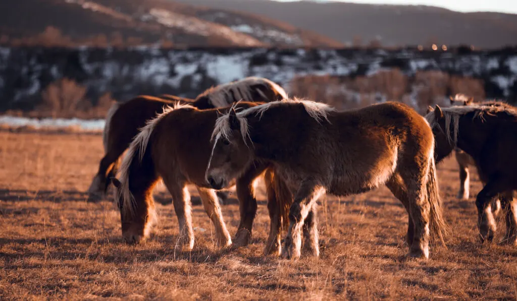 wild horses grazing