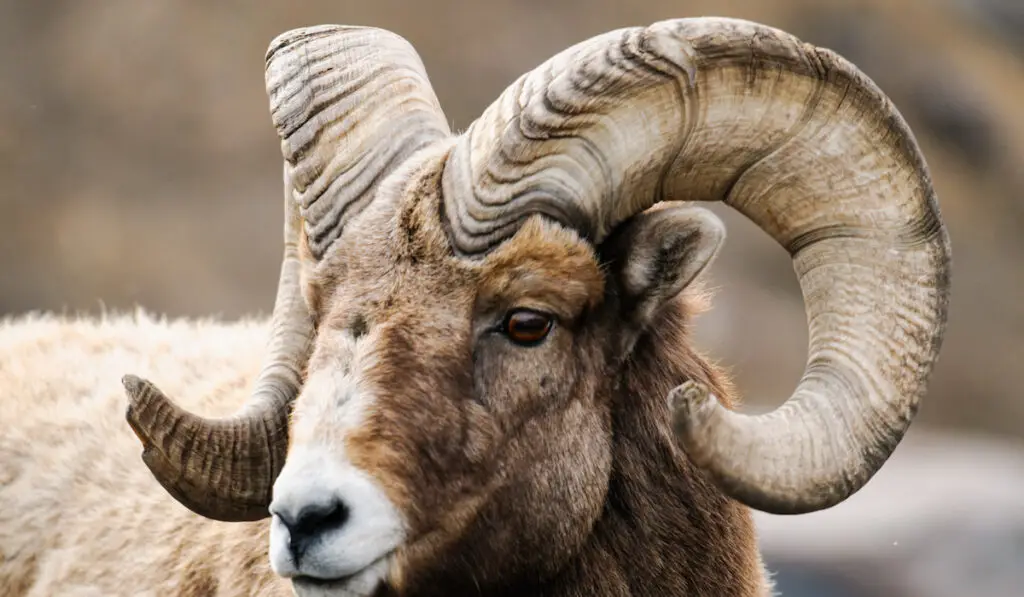 wild sheep with a big horn