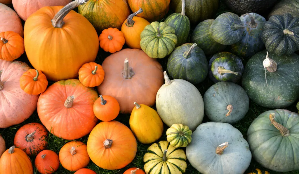 winter squash and pumpkin for homesteading