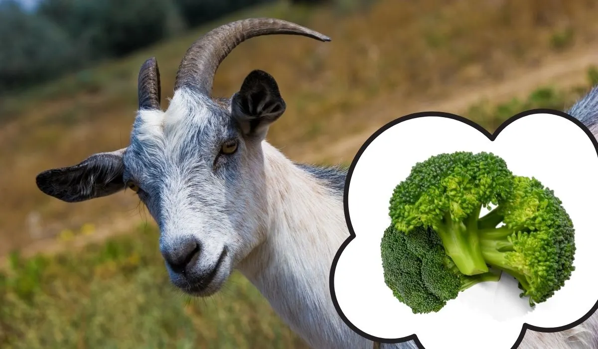Goat-and-Brocoli