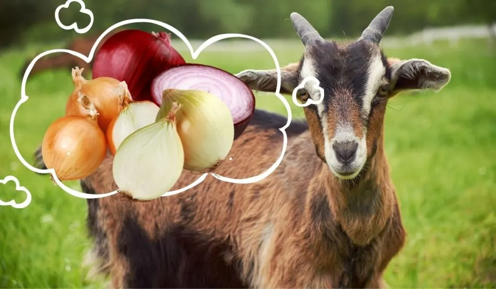 Goats and Onions