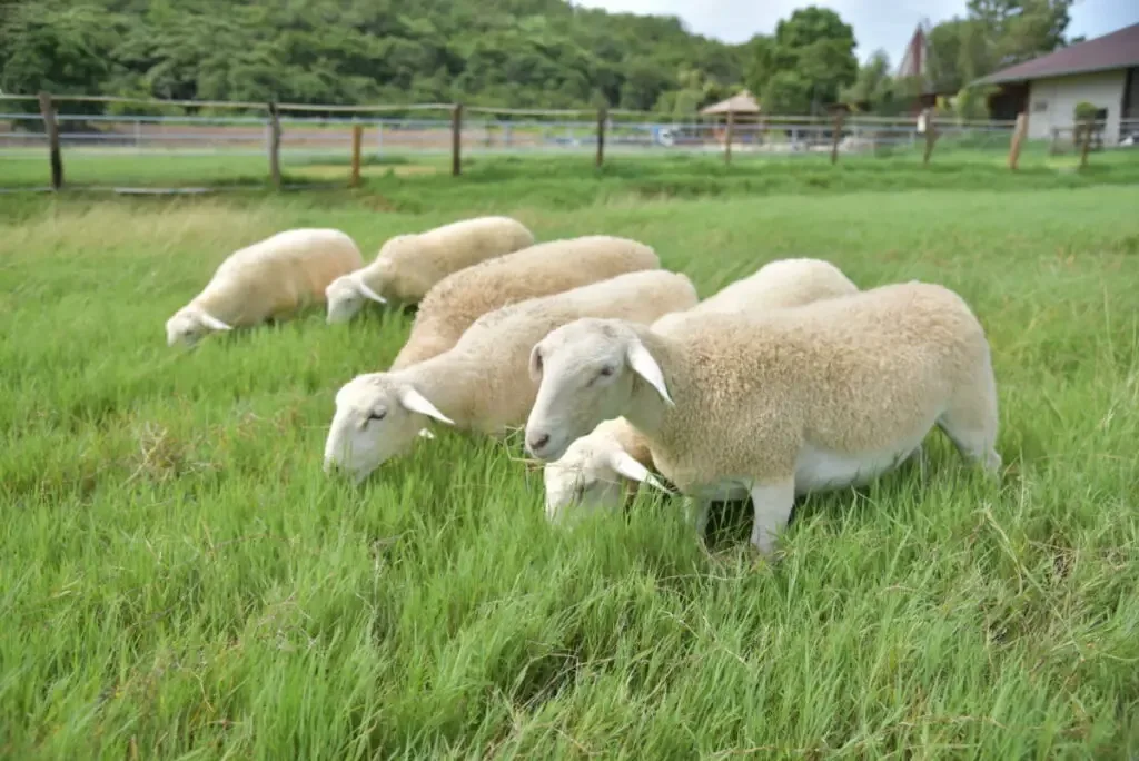 Herd of White Dorper sheep grazing on a green field under a nice weather 