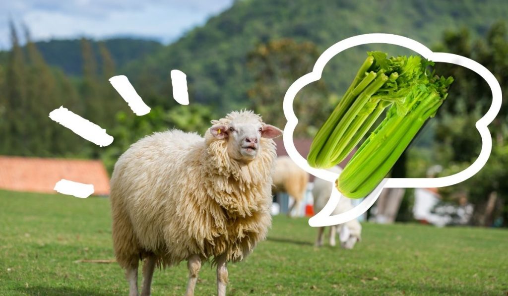 Sheep and Celery