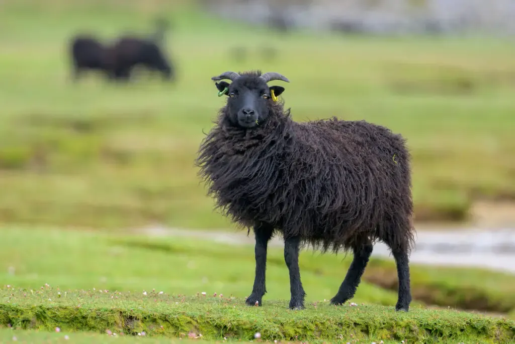 a black sheep standing in a green field