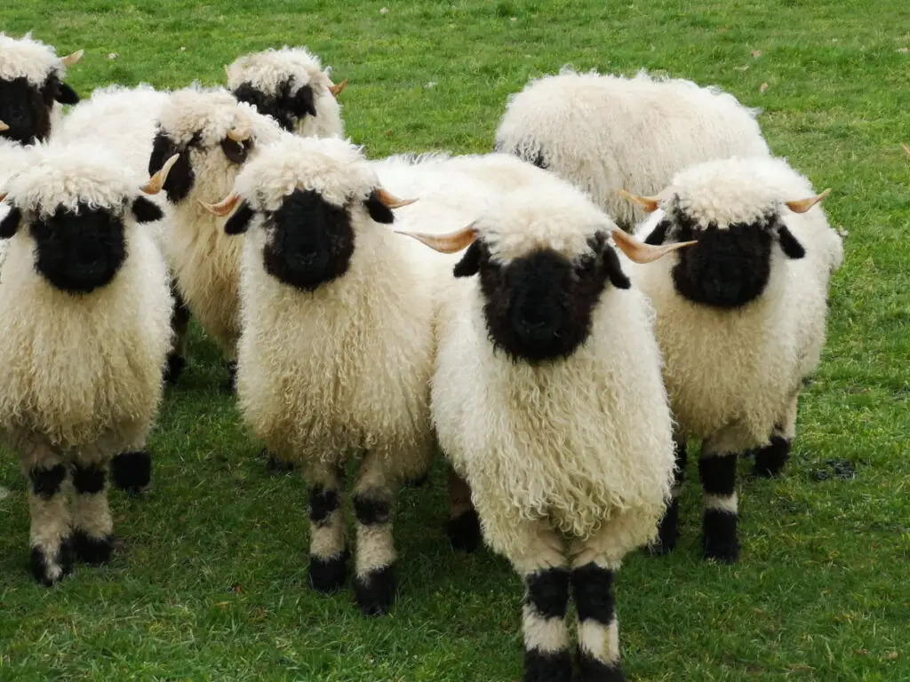 a rare sheep color flocked on a green grass