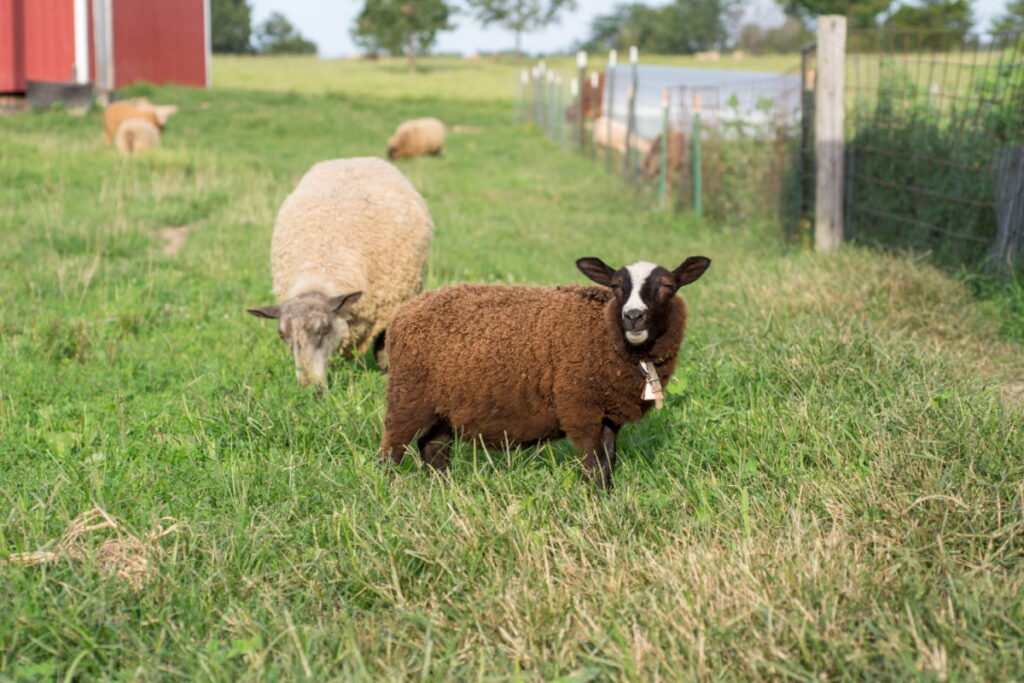 brown Finnsheep grazing on a green grass inside a fence