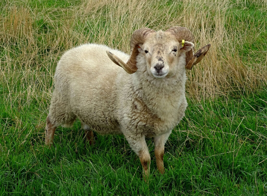 cream Portland sheep standing on a green grass