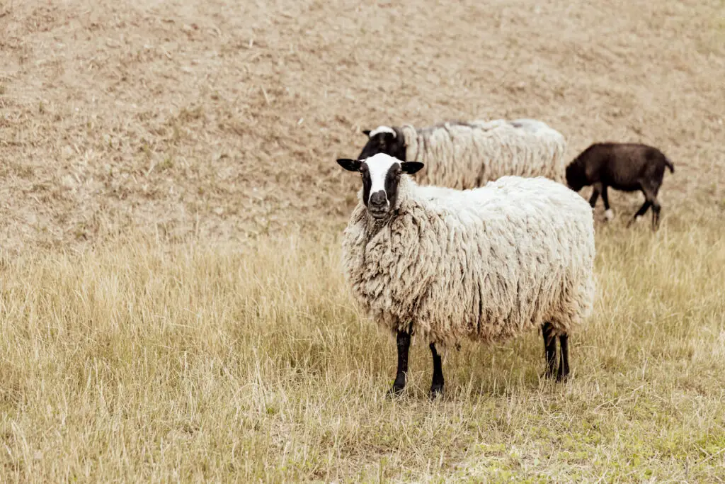 herd of black and white Suffolk sheep grazing on a field