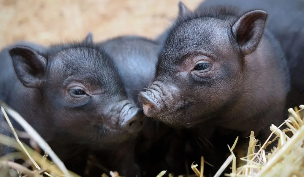 two black Ba Xuyen piglets