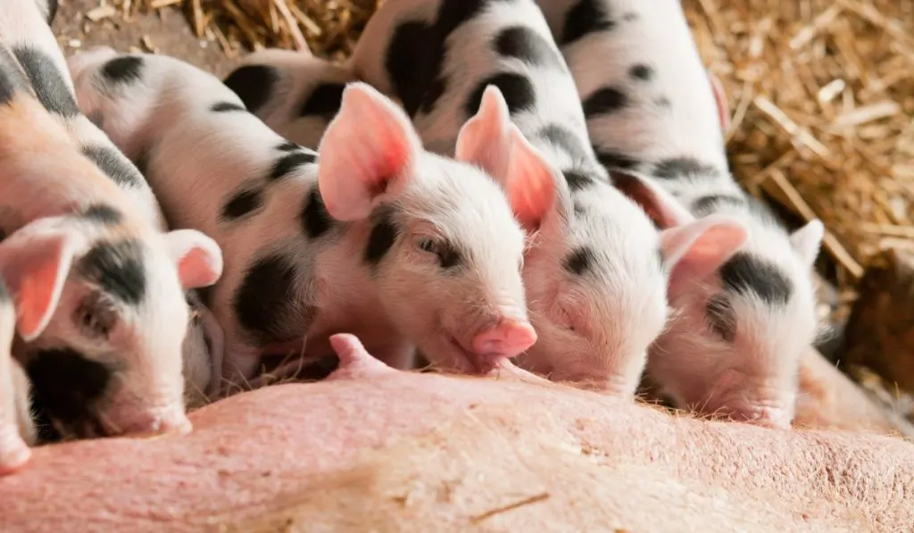 Gloucestershire Old Spots piglets feeding