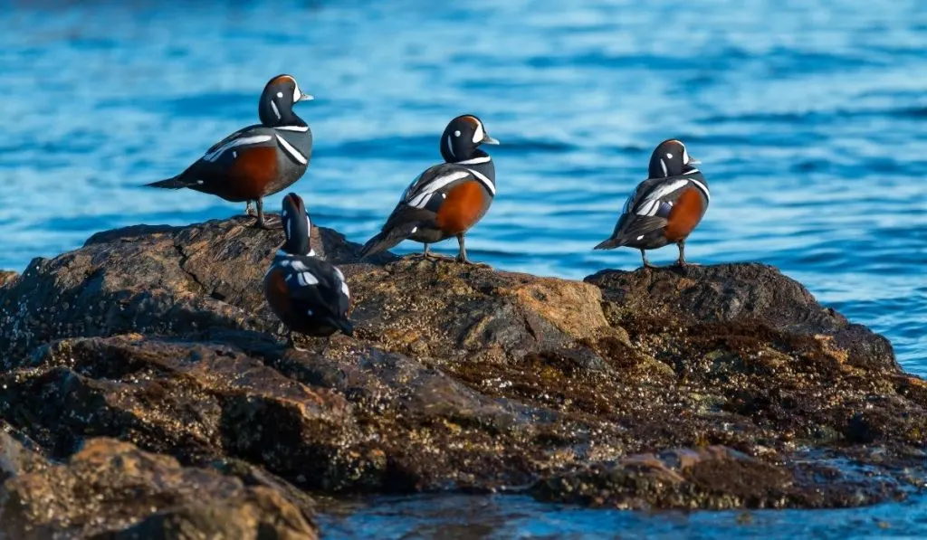 Harlequin-ducks-on-the-shore-rocks