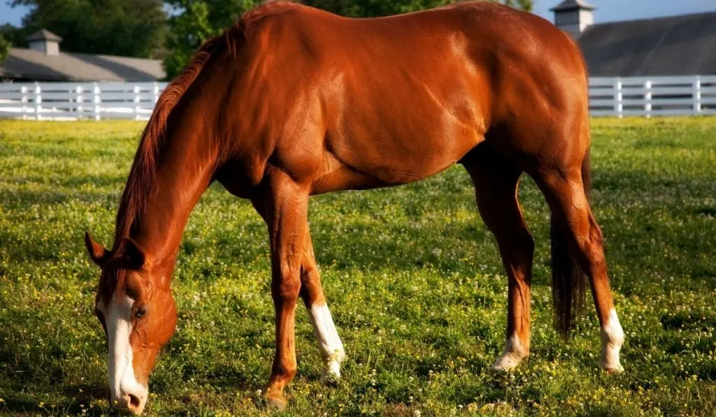 Kentucky Mountain Saddle Horse in pasture
