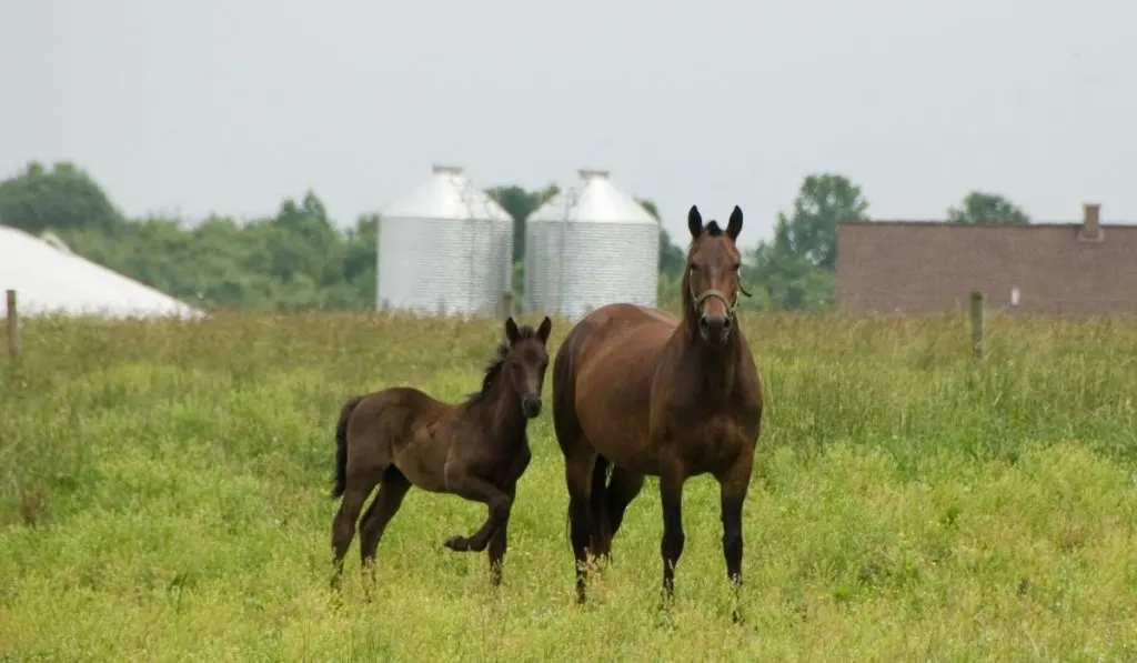 Morgan Horse and colt standing on the field