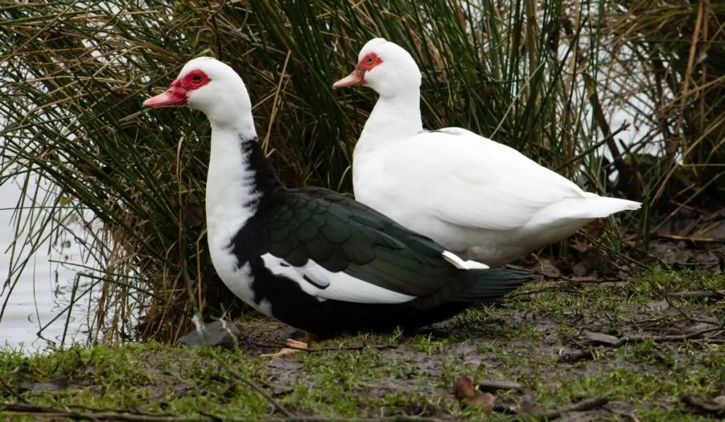 Muscovy-duck-in-wet-lands