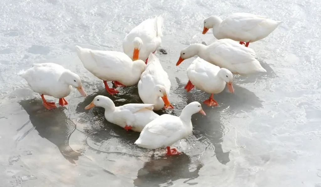 Pekin-ducks-in-the-water