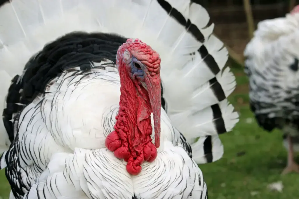 Red Palm Turkey fanning its white beautiful tail feather