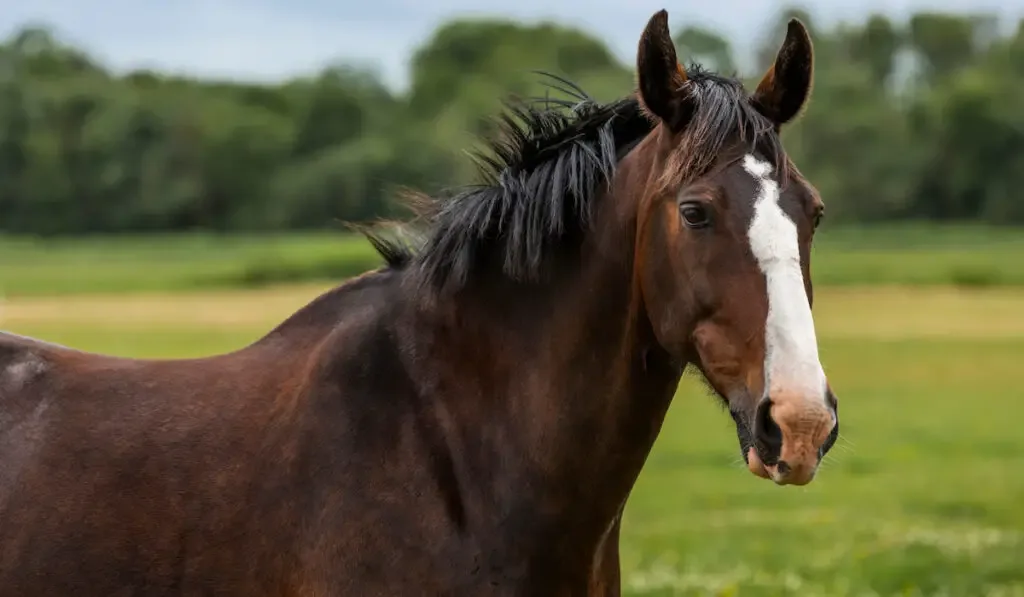 a beautiful thoroughbred horse