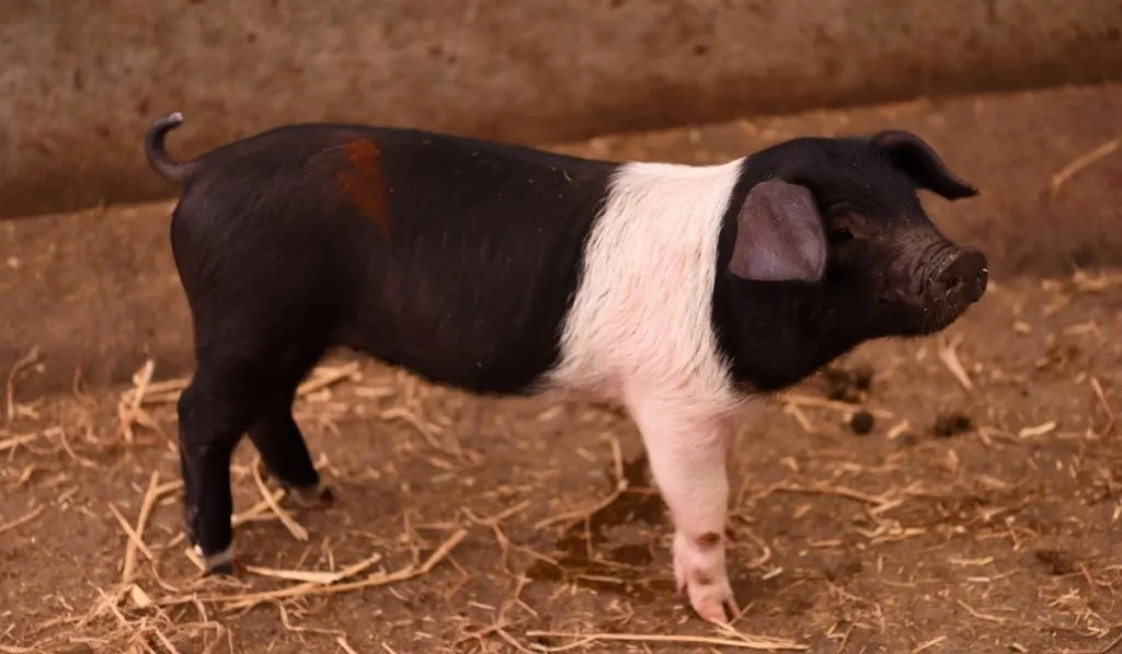 a young essex saddleback pig
