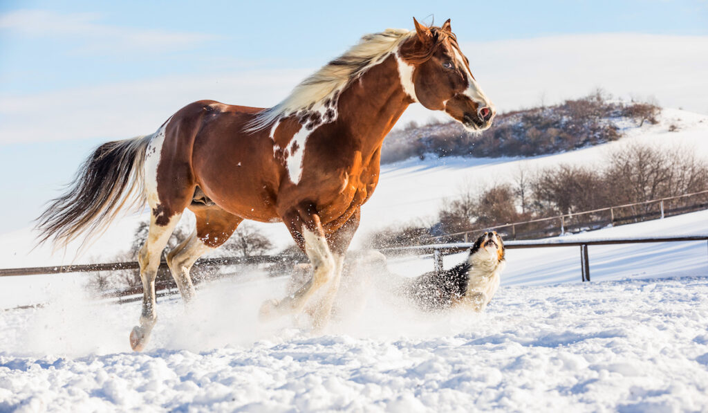 an american paint horse running on snow with dog