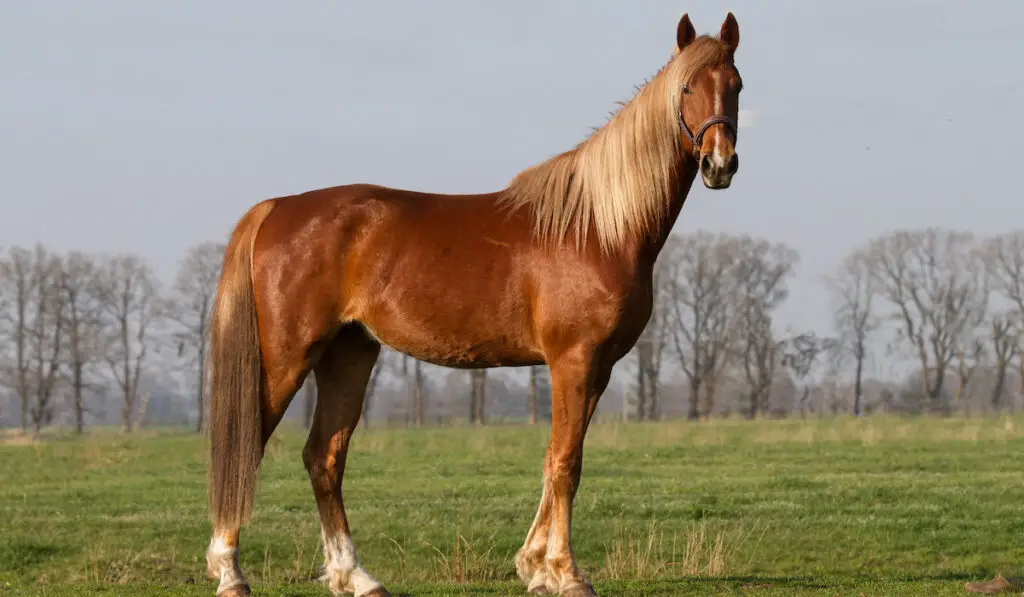an american saddlebred horse