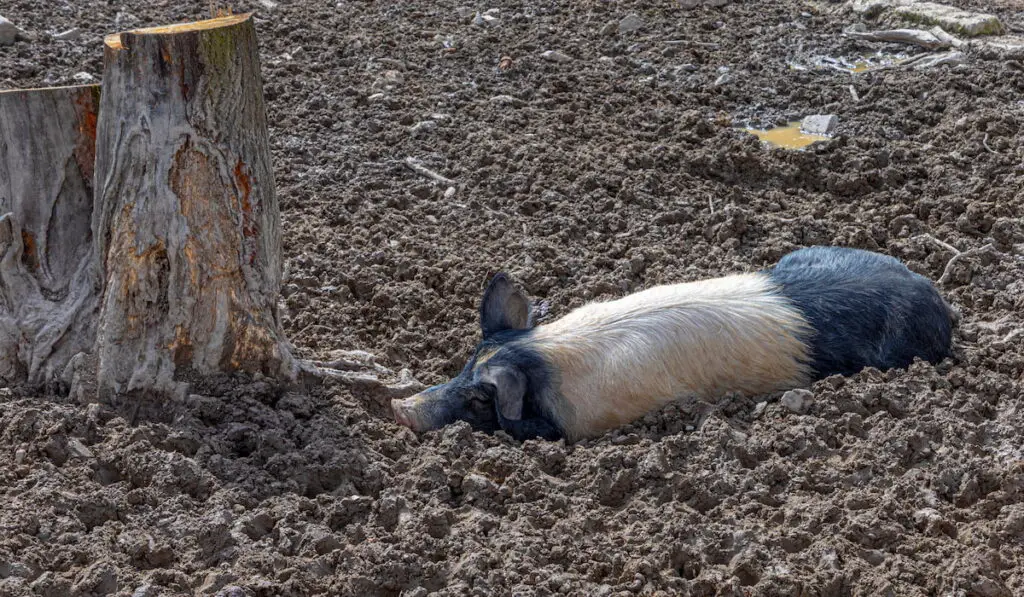 an angler sattelschwein laying on rough mud