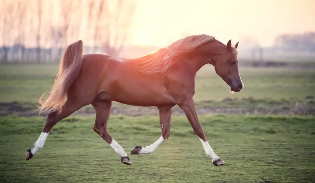 an arabian horse galloping