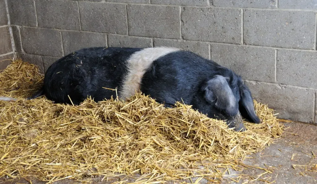 an essex pig resting on shallow hay 