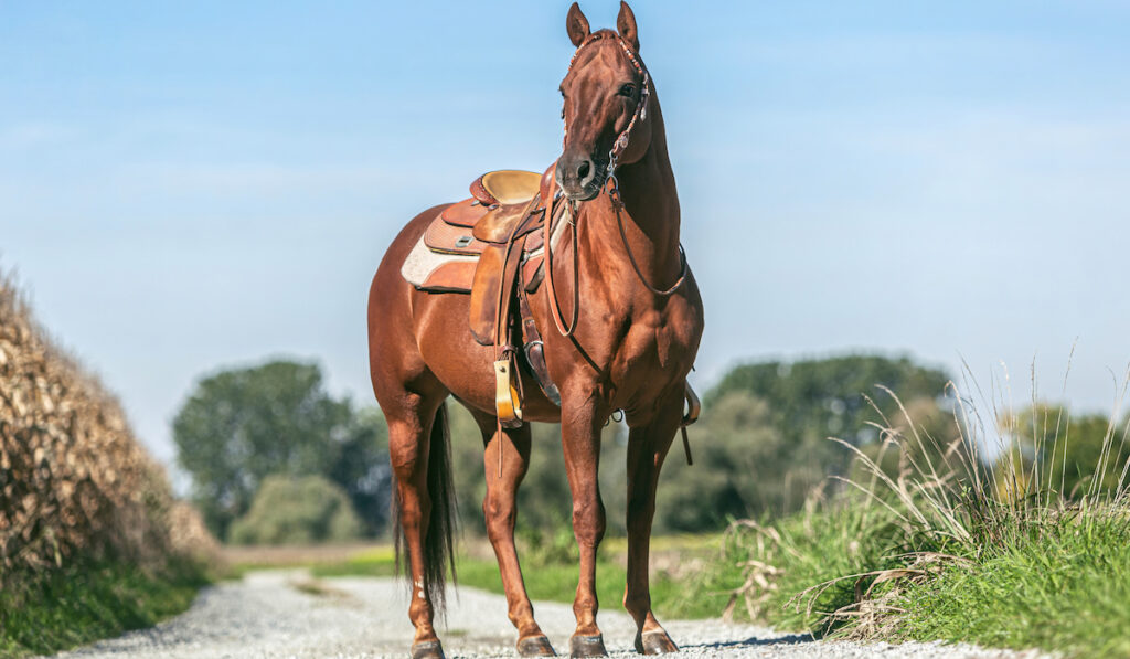 beautiful portrait of a saddled quarter horse