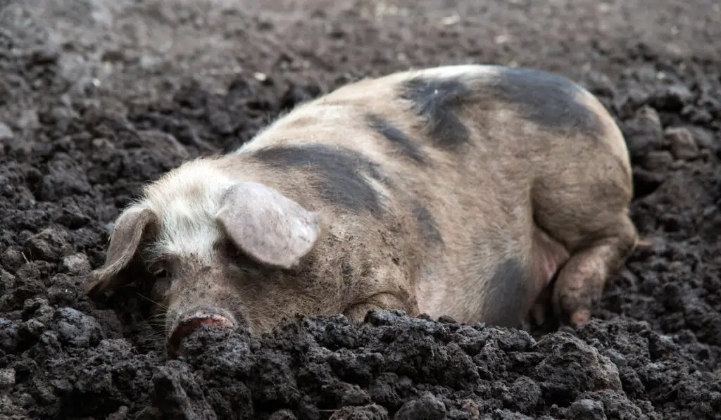 black pied pig on mud