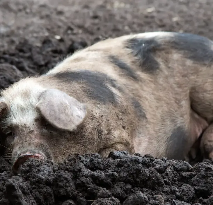 black pied pig on mud