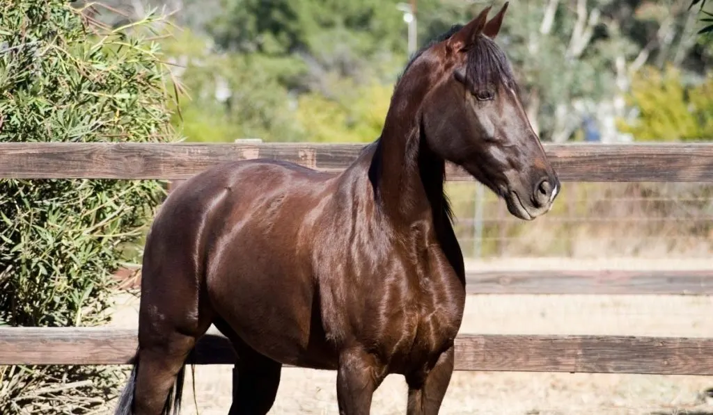 brown Tennessee Walking Horse