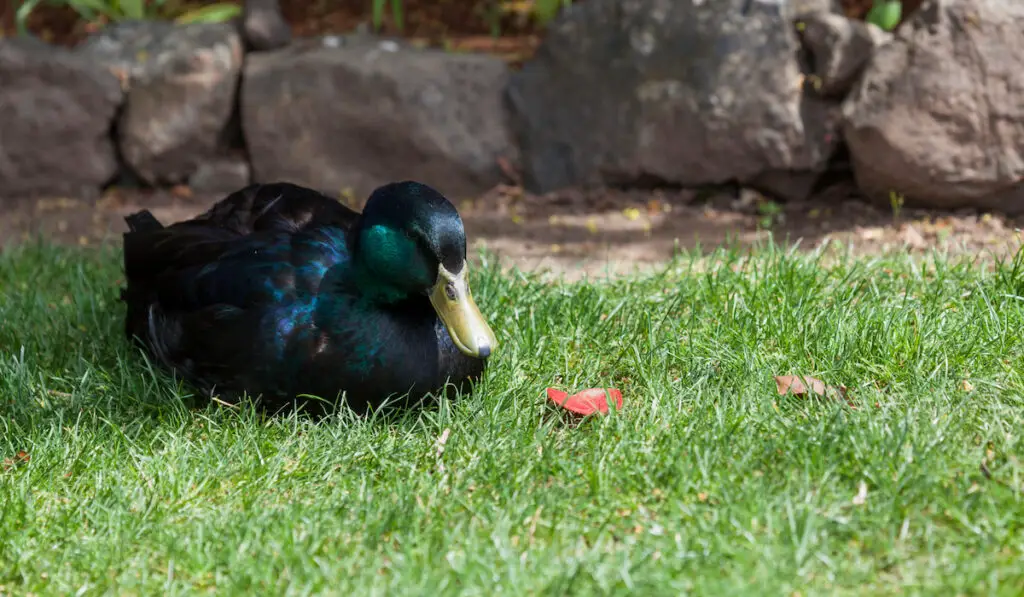 cayuga duck sitting on grass