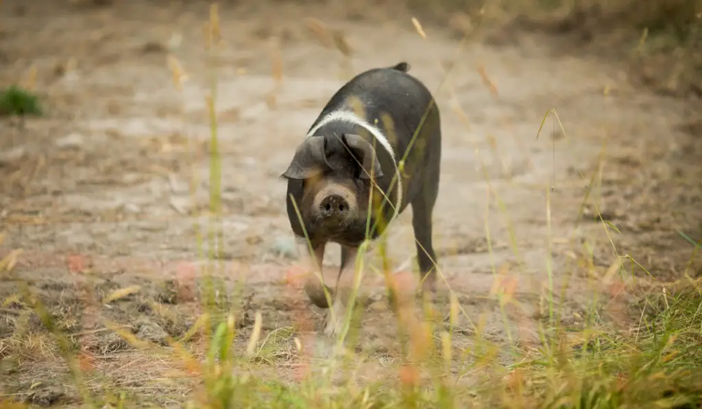 closeup of a young hampshire pig