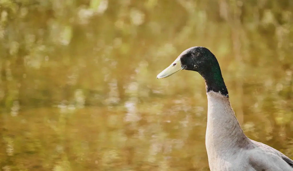 closeup of an indian runner duck