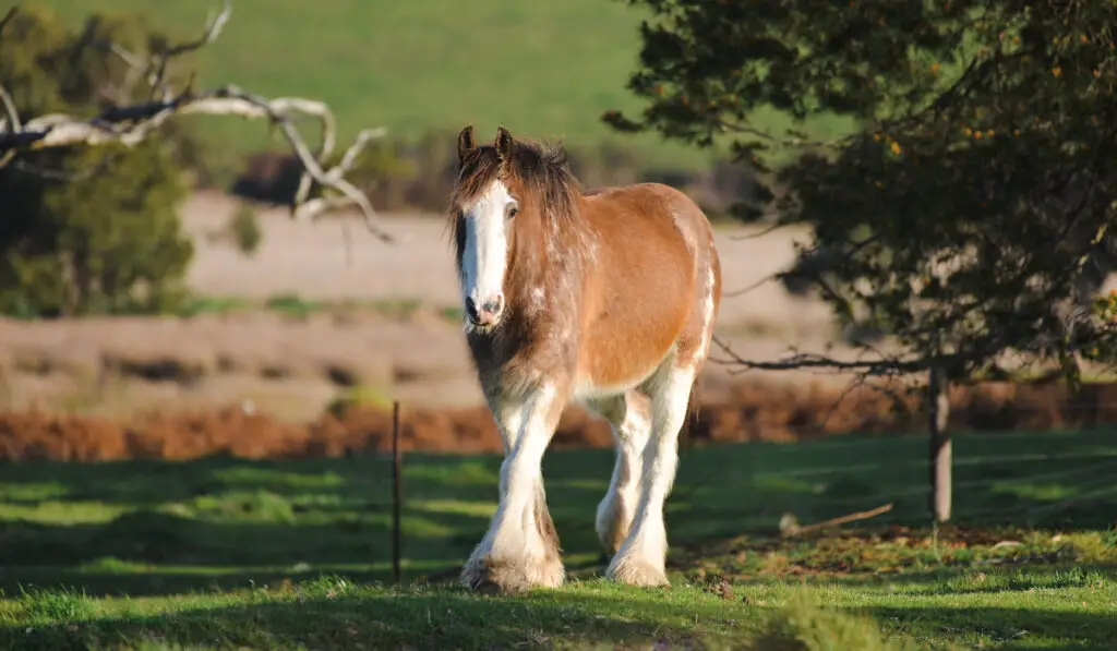 clydesdale horse on green paddock