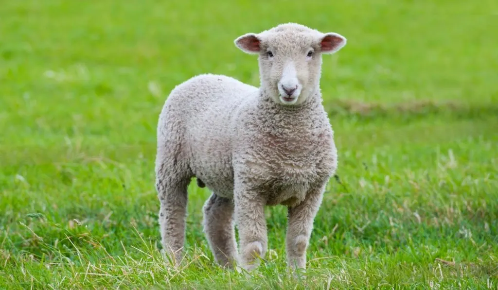cute brown lamb standing on the grass