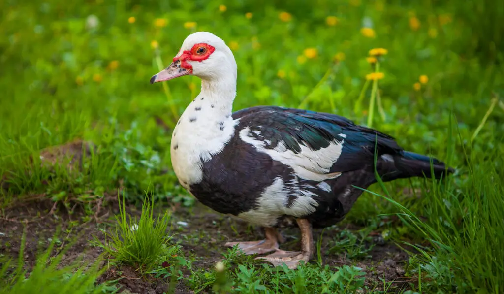 female muscovy duck