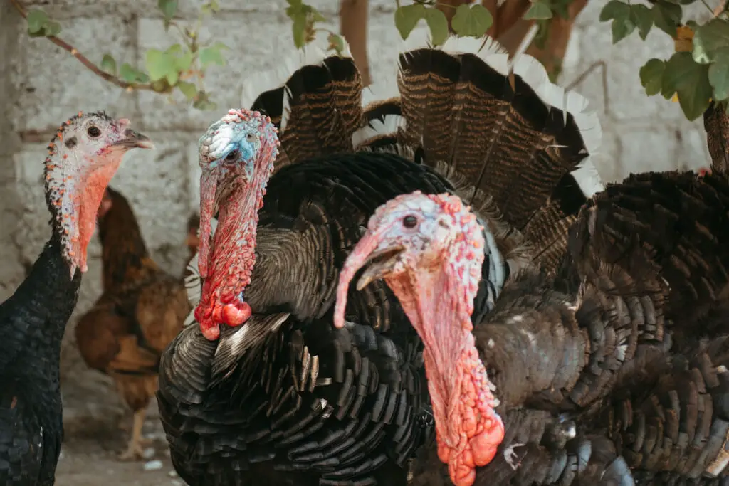 flock of bronze turkey gathered near a tree branch