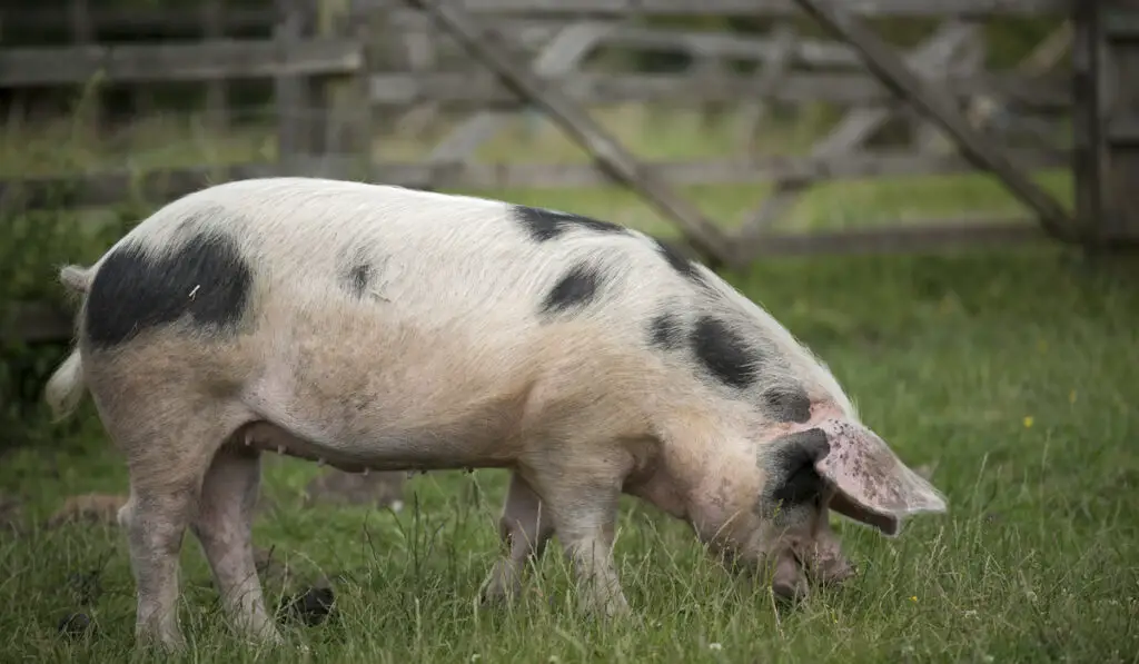 gloucestershire old spot pig photo